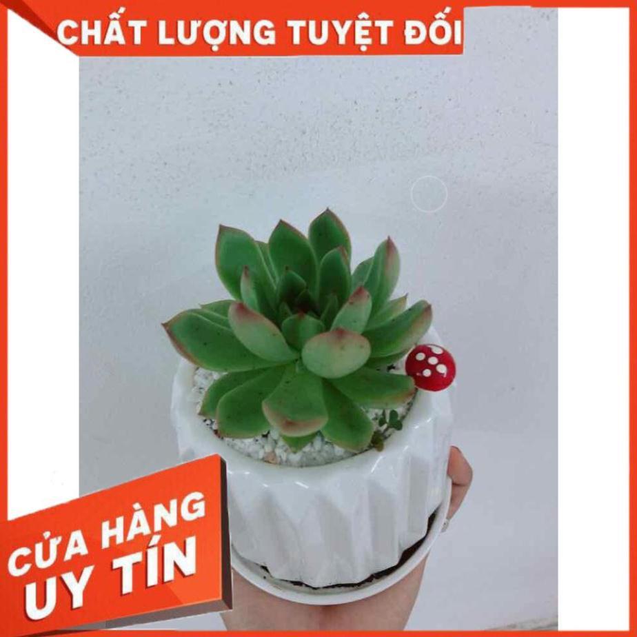 Chậu cây sen đá Nhiều Người Mua