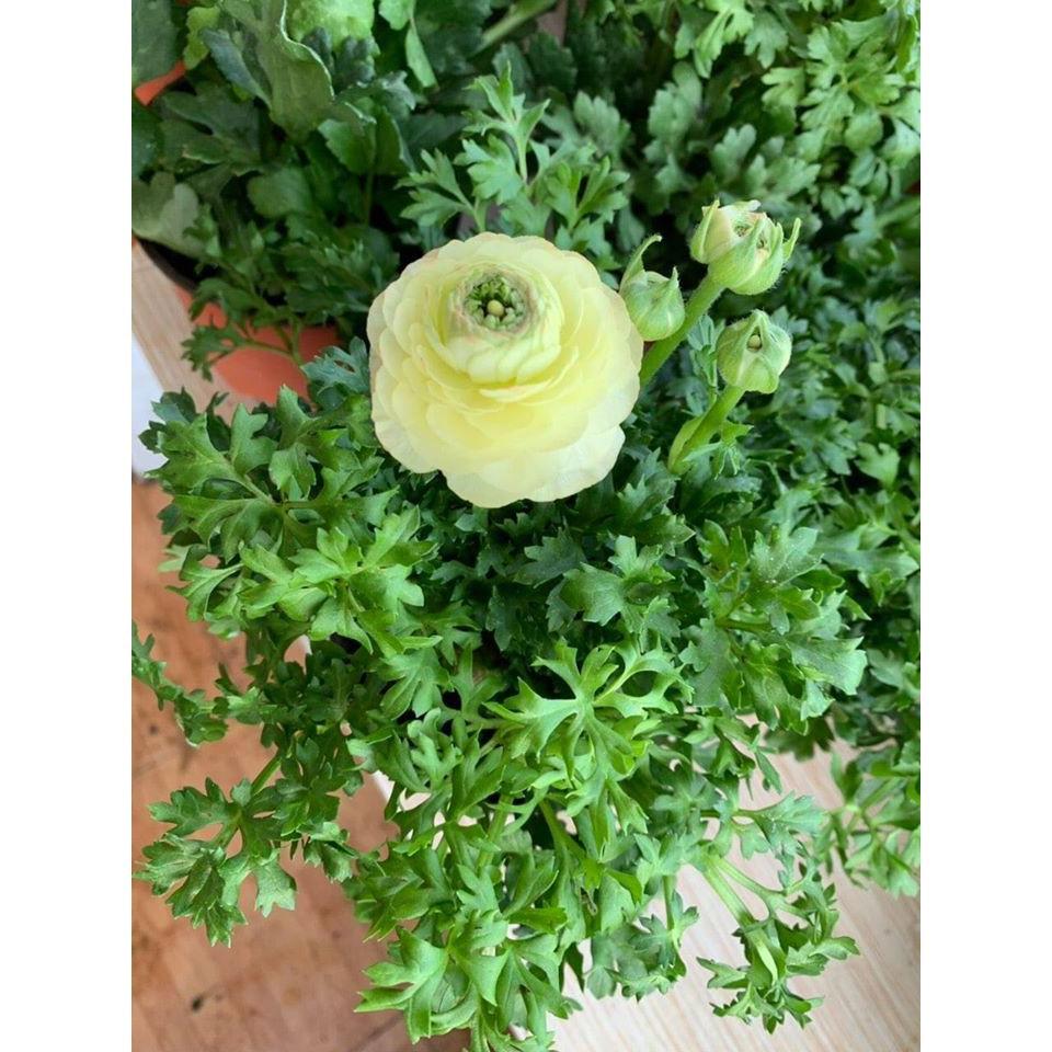 Củ giống hoa hồng mao lương trắng