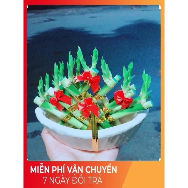 Chậu Trúc Phát Tài Thuyền May Mắn