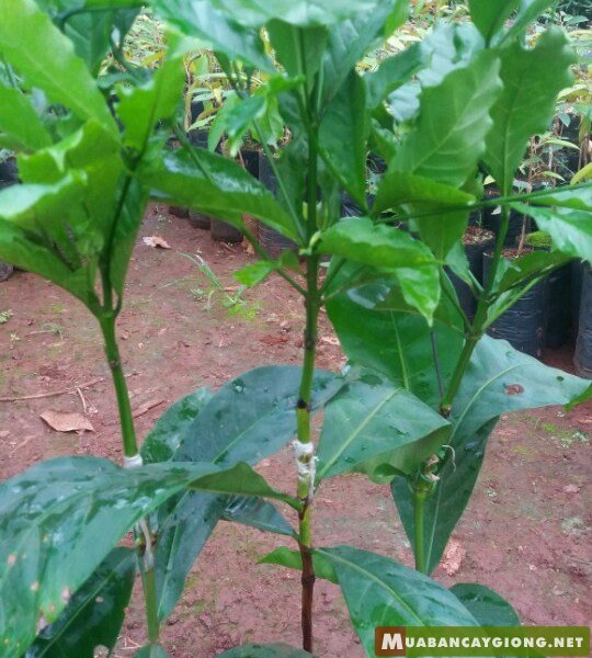 CÂY CÀ PHÊ GHÉP