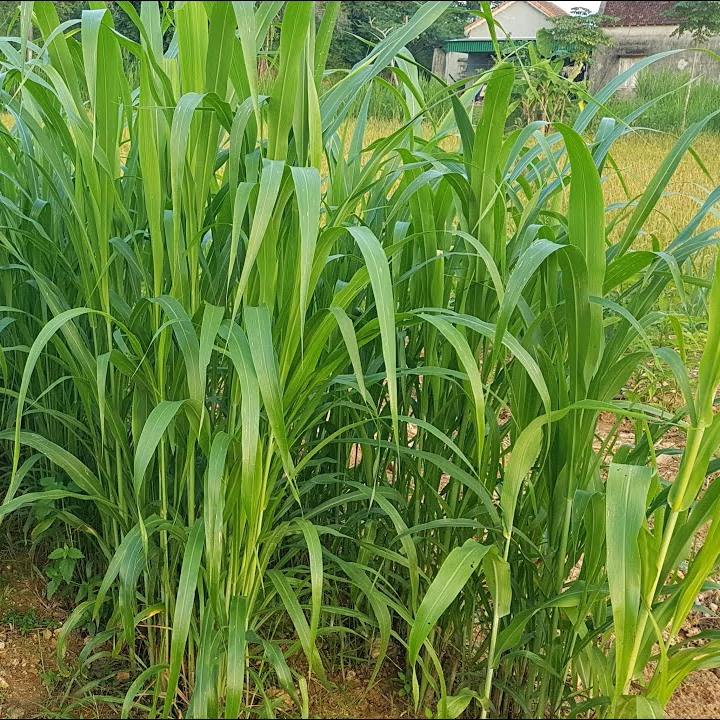 Hạt giống cỏ Sudan lai - Cỏ Cao Lương