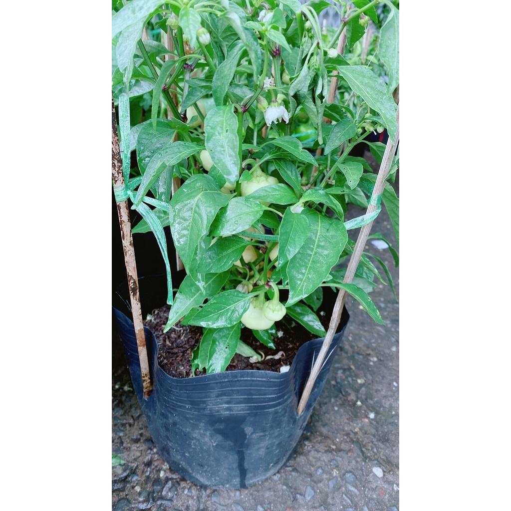 Cây Ớt Cà Trái Như Quả Cà