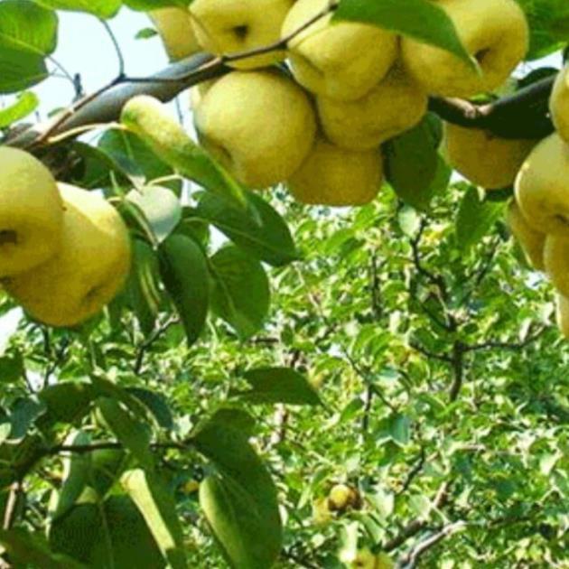 CÂY GIỐNG LÊ VÀNG
