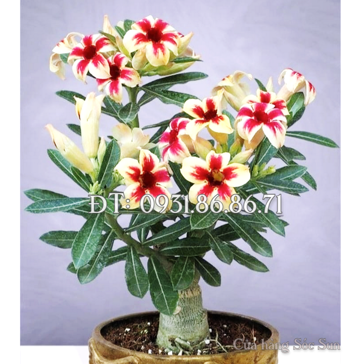 Hạt giống hoa sứ 5 cánh màu vàng đỏ – Bịch 10 hạt – Mã số 1758