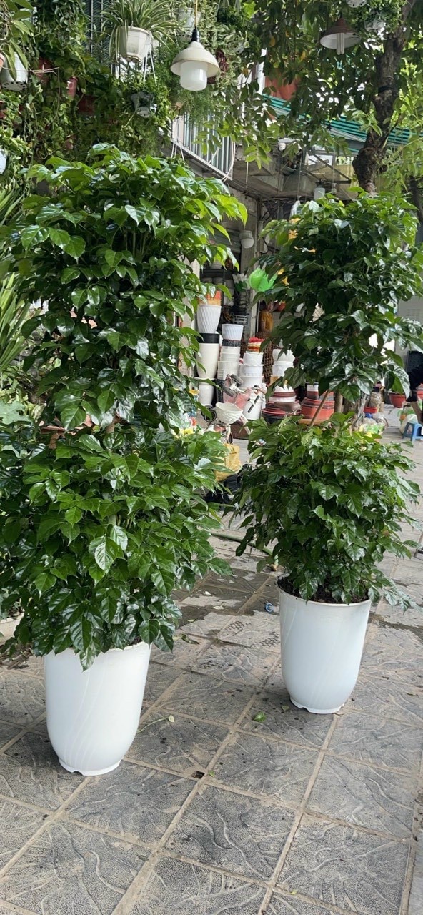 Chậu nhựa trắng size 50*60