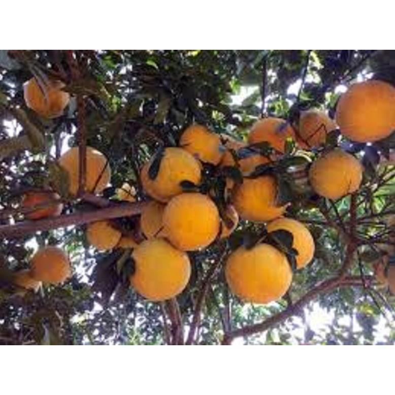 CÂY GIỐNG BƯỞI ĐỎ TÂN LẠC