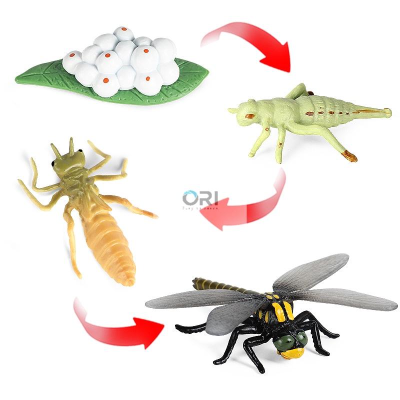 Mô hình vòng đời của Chuồn Chuồn - Học liệu Montessori - Dragonfly life cycle