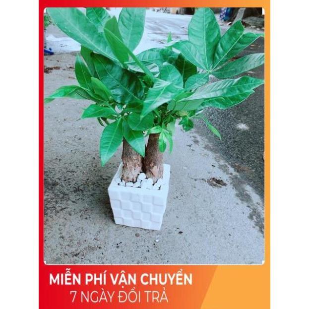 Chậu Kim Ngân 3 Thân