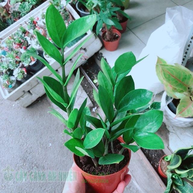 Chậu Kim Tiền Thái