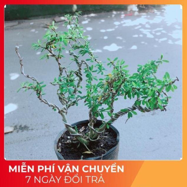 Cây Linh Sam Bonsai