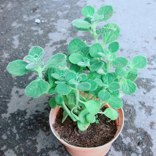 Nhất Mạt Hương  kèm chậu sứ