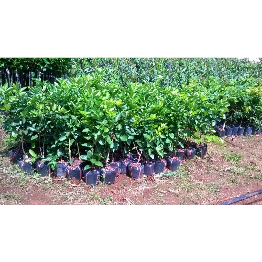 CÂY GIỐNG CHANH KHÔNG HẠT SIÊU SỚM