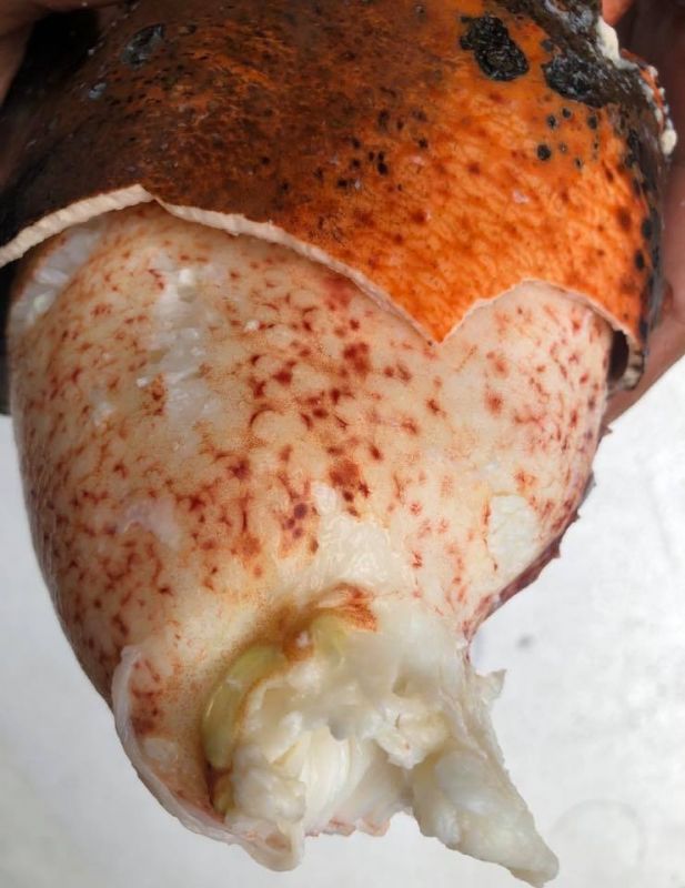 ] - Càng tôm hùm hấp bia