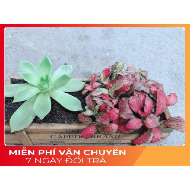 Chậu Cẩm Nhung + Sen Đá