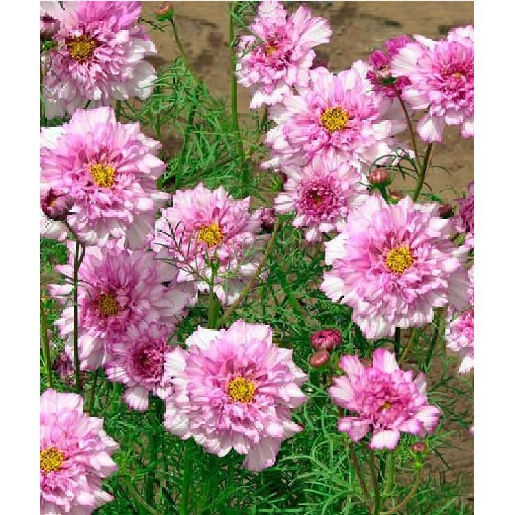 Hạt giống hoa cúc sao nháy hoa cánh kép nhiều màu - 1 gói 100 hạt