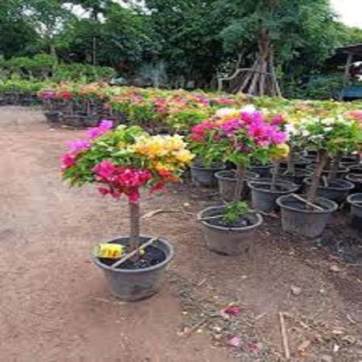 CHẬU Cây hoa giấy lùn siêu hoa TRẮNG phớt hồng