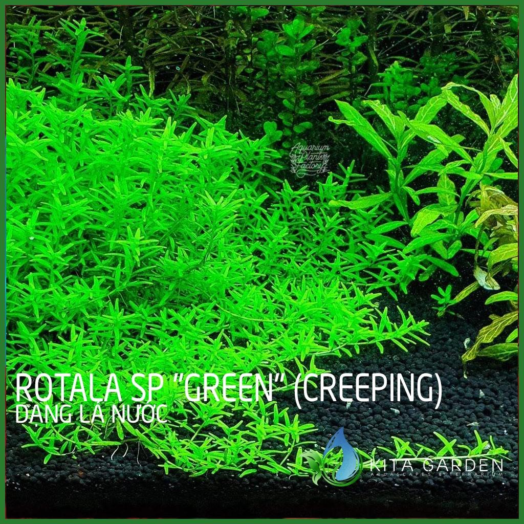 Cây thủy sinh Rotala xanh bò - Rotala sp "Green" - Cây Thuỷ Sinh - Cây Thủy Sinh Dễ Trồng - Cây Dạng Cạn