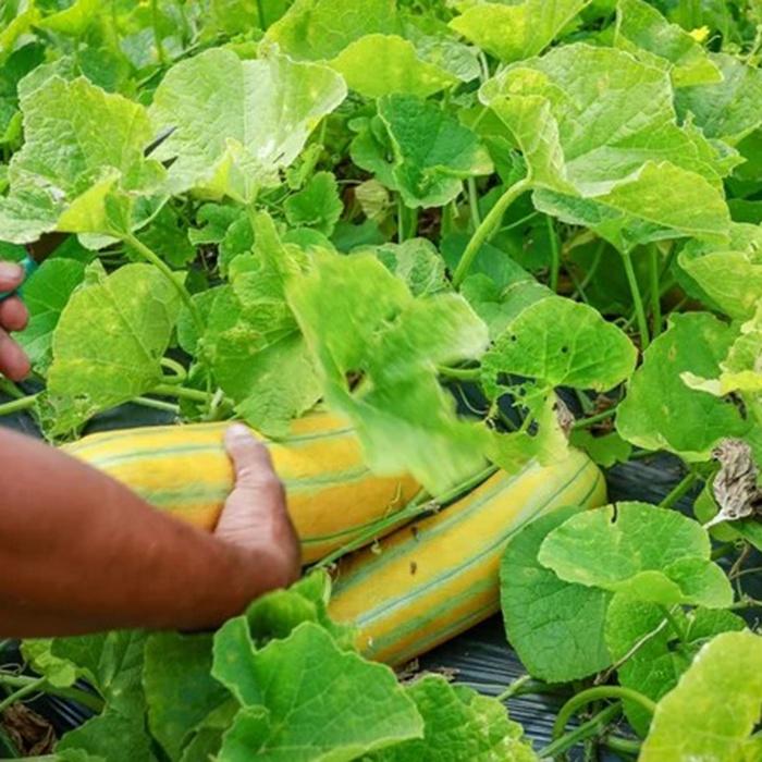 Hạt giống dưa gang cao sản F1 CT81 - Gói 20 hạt