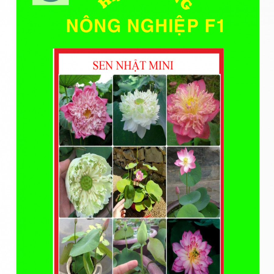 Gói 20 hạt giống sen nhật mini đủ màu sắc