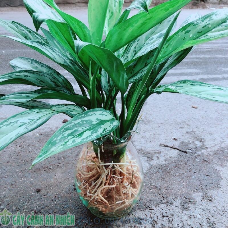 Chậu Cây Ngân Hậu Thuỷ Sinh