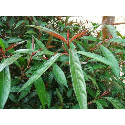 CÂY GIỐNG HOA HOÀN NGỌC