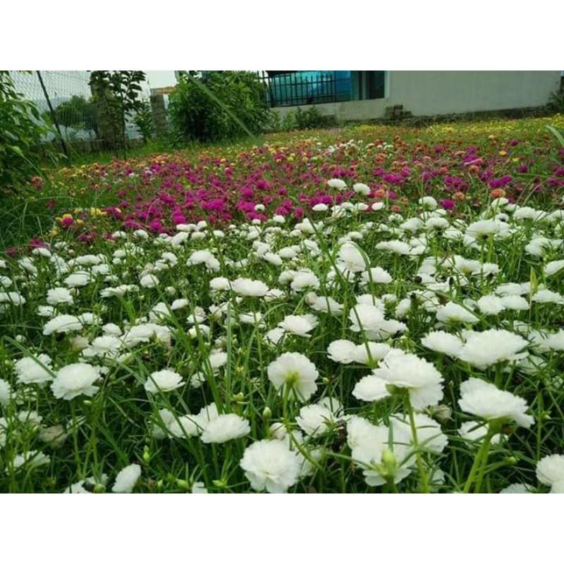 Hoa 10h 20 nhánh đủ màu