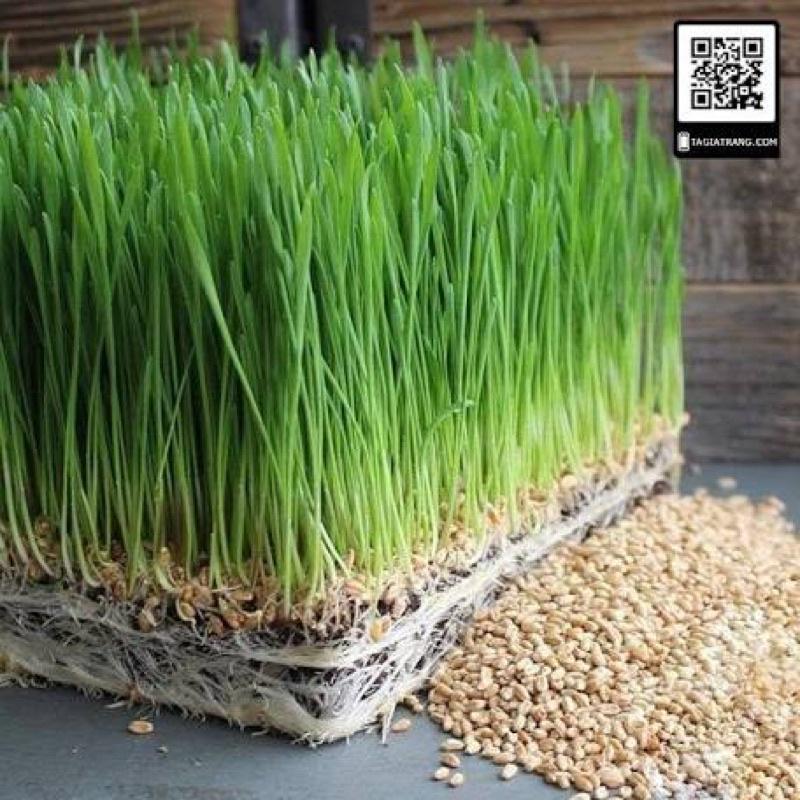 25gr Hạt Giống Mầm Lúa Mạch - Cỏ Lúa Mì - tỷ lệ này mầm cao