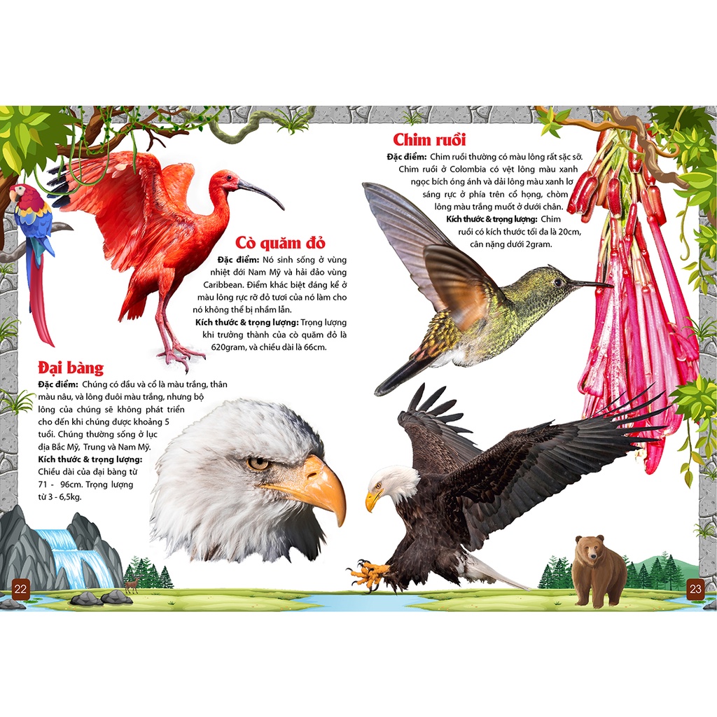 Khám Phá Động Vật 5 Châu Châu Mỹ -