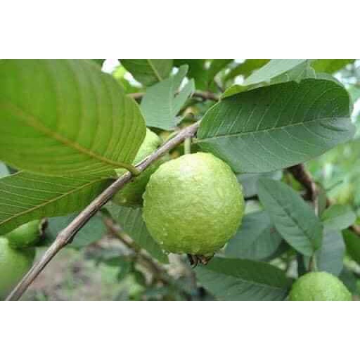 Cây giống Ổi Găng Đông Dư