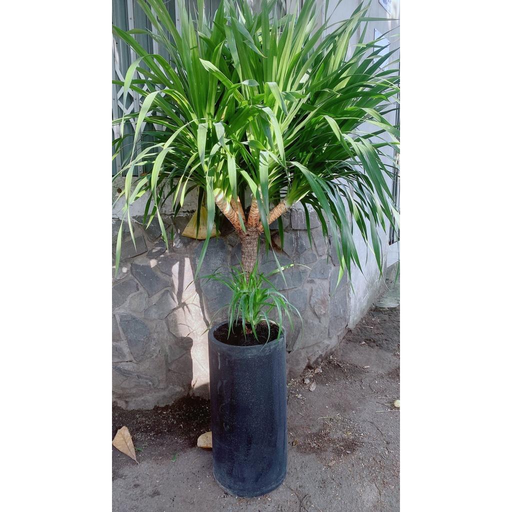 Chậu Cây Phát Tài Núi Lớn