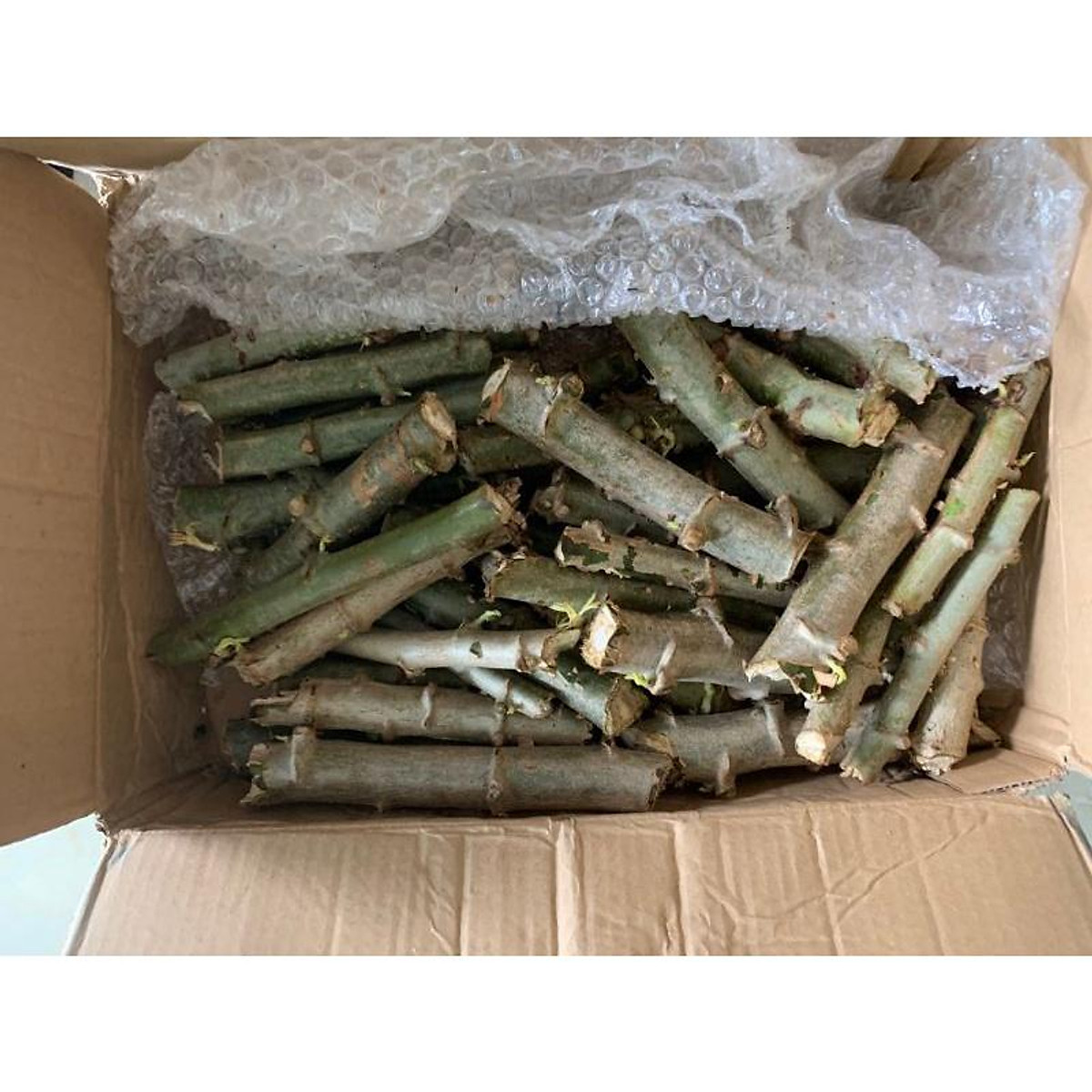 Cây Giống Khoai Sắn,Khoai Mì Ruột Vàng