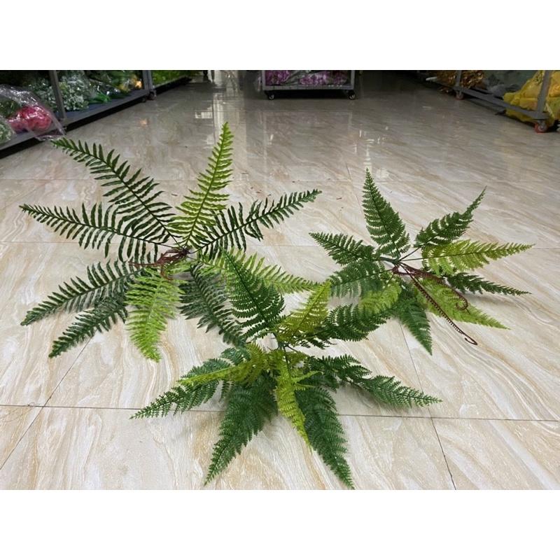 Cây dương xỉ nước các loại- Dương xỉ nhựa cao cấp