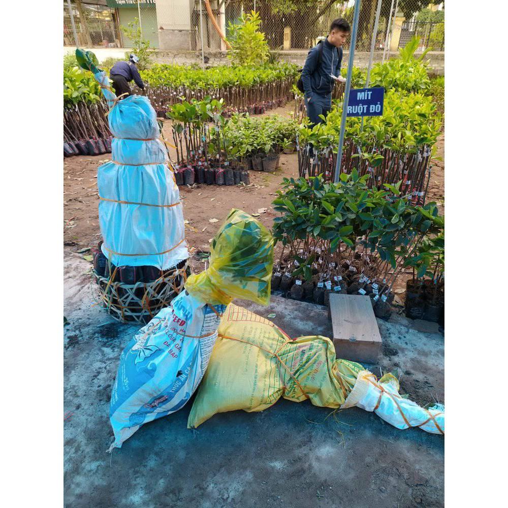 Cây mít hạt lép
