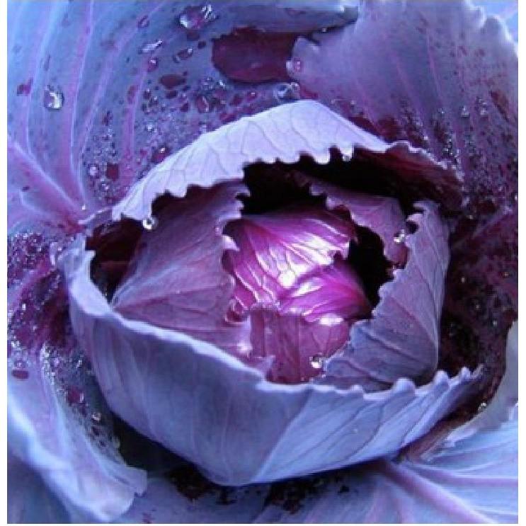 COMBO 5 gói hạt giống cải bắp tím F1