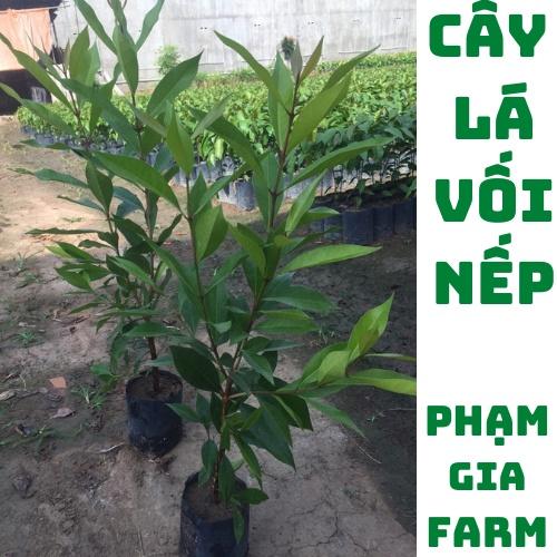 Cây vối nếp thơm có thể trồng chậu