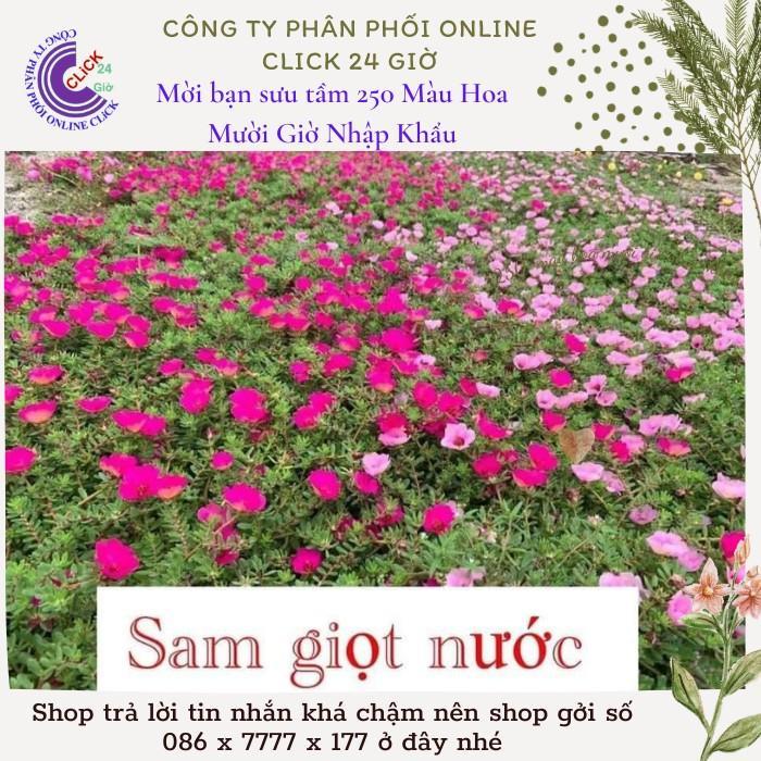 Hoa Mười Giờ Sam Giọt Nước Màu Tím Hoa Phủ Sân Vườn Hoa Mười Giờ Bonsai & Phụ Kiện