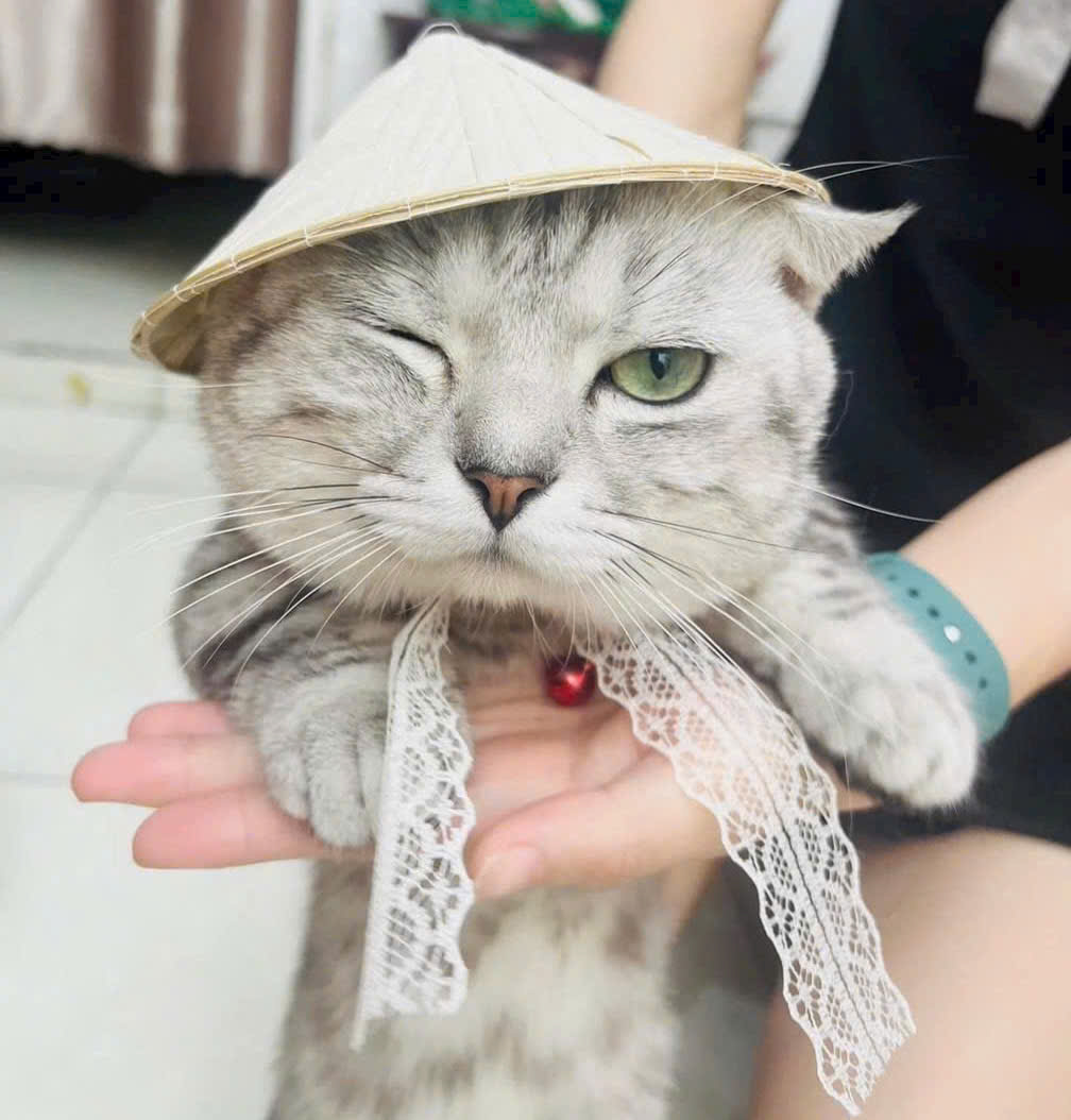 NÓN LÁ SIÊU XINH CHO THÚ CƯNG CHÓ MÈO