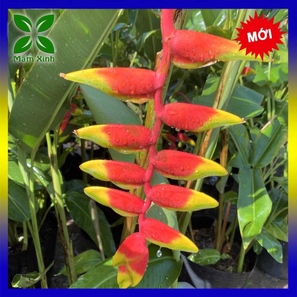 Cây Chuối Kiểng, Cây Chuối Tràng Phá o