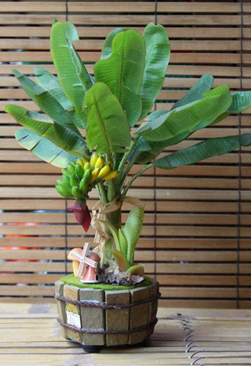 Cây chuối cảnh, cây chuối cảnh siêu lùn, cây chuối cảnh mini lùn cao 30cm