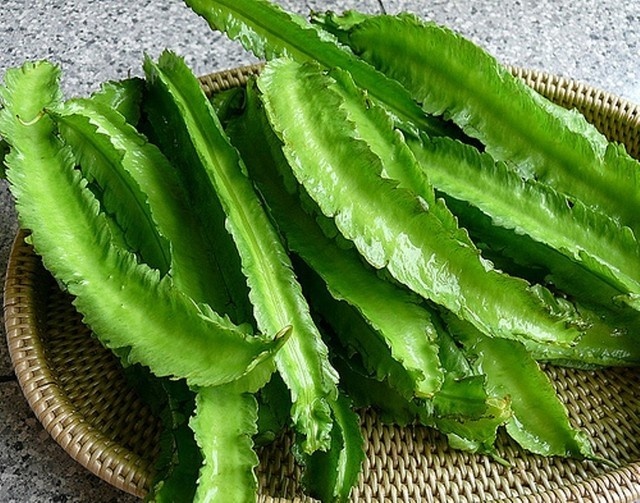 Hạt giống Đậu rồng cao sản 10gr/gói