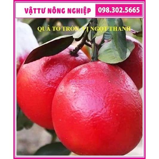 Cây giống bửoi ruby ruột đỏ Thái Lan