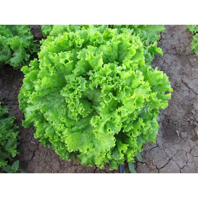HẠT GIỐNG XÀ LÁCH XOĂN CAO SẢN - GÓI 5GR