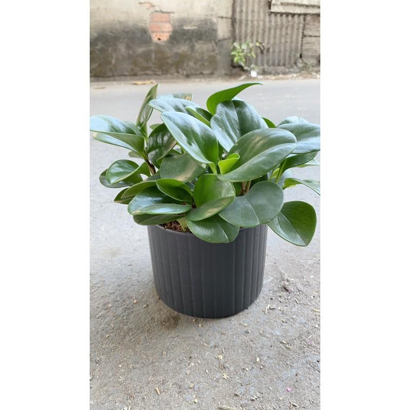 Chậu Cây Trường Sinh