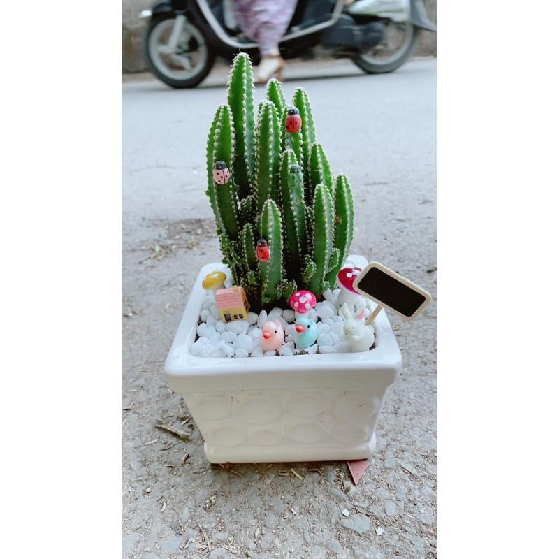 Chậu Xương Rồng Thanh Sơn Tiểu Cảnh