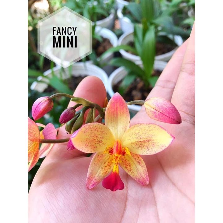 ĐỊA LAN CHU ĐỈNH màu vàng hổ phách- bầu cây giống