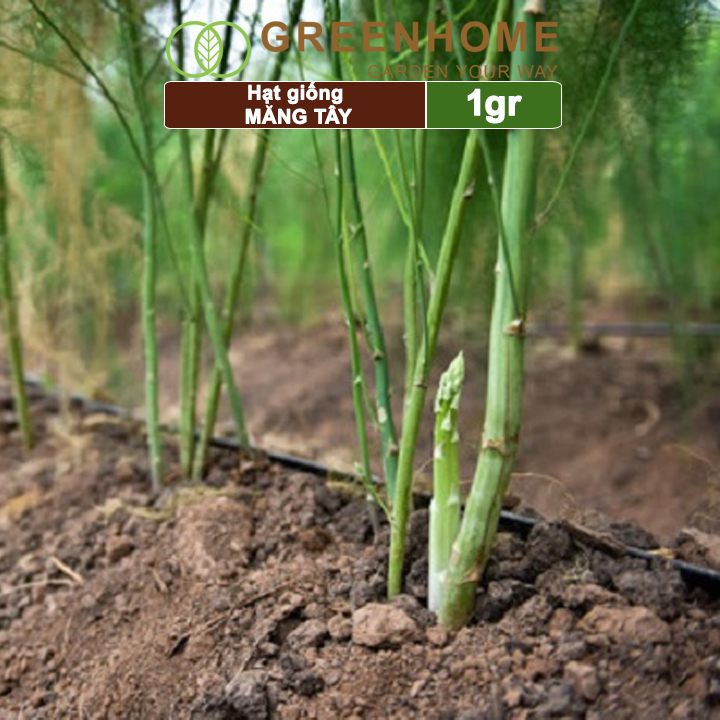Hạt giống Măng tây xanh Greenhome, gói 1gr, dễ trồng, dinh dưỡng, năng suất cao