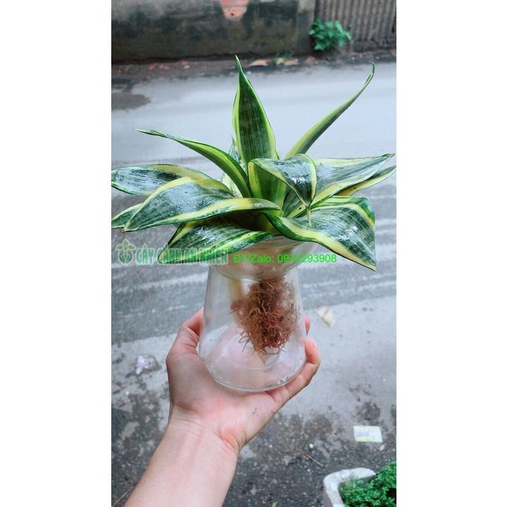 Chậu Lưỡi Hổ Thái Thuỷ Sinh