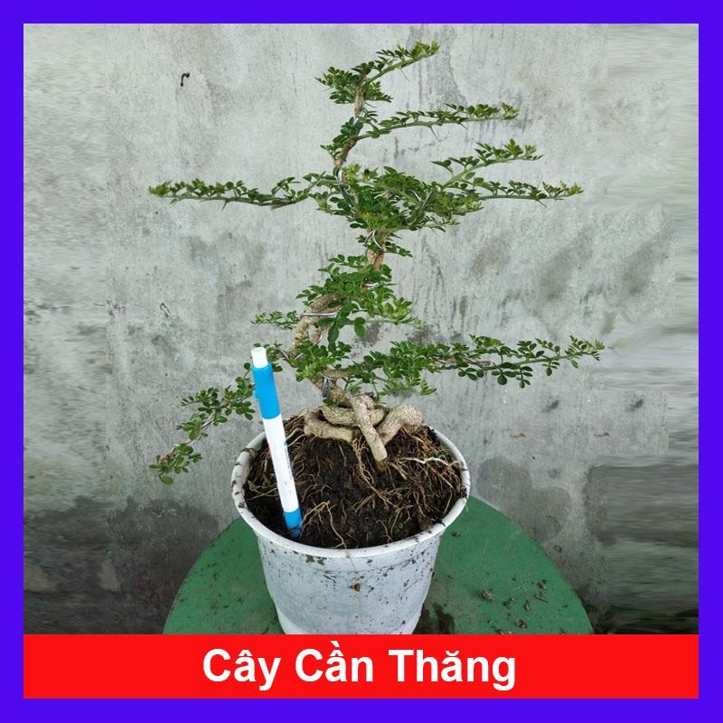 Cây Cần Thăng - Cây cảnh Bonsai + Tặng phân bón cho cây