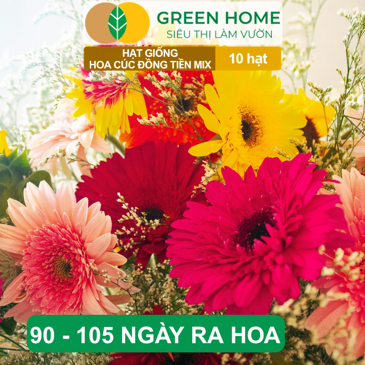 Hạt Giống Hoa Cúc Đồng Tiền Mix GreenHome, Gói 10 hạt, Hoa Nở Rực Rỡ, Dễ Trồng Quanh Năm H17