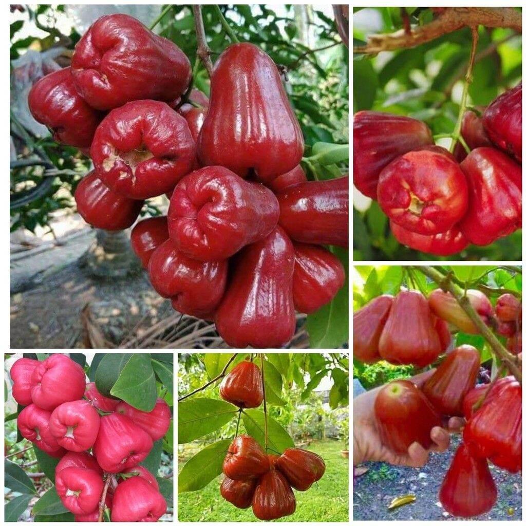 GIỐNG MẬN THÁI ĐƯỜNG